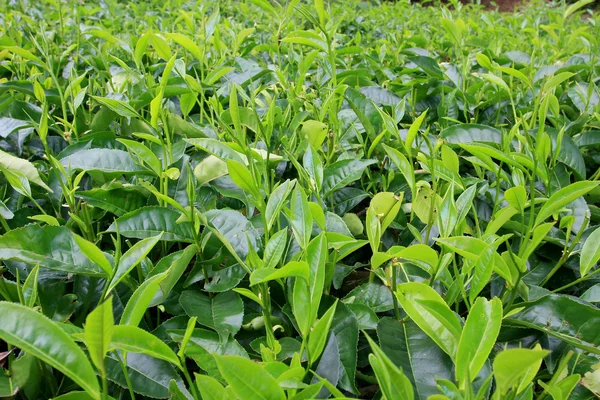 Tea növény — Stock Fotó