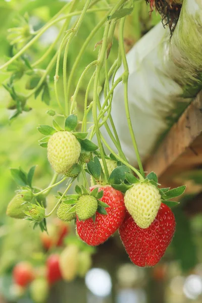 草莓植物 — 图库照片