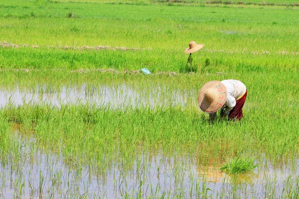 Lavori di risaia — Foto Stock