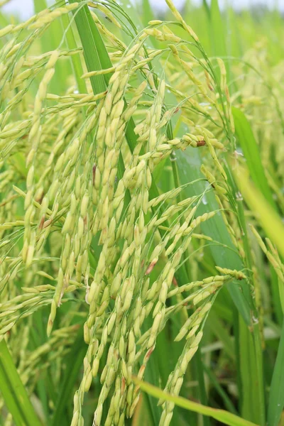 stock image Paddy closeup