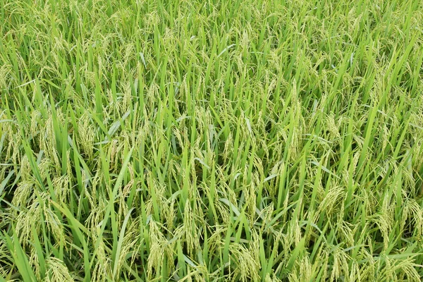 stock image Raw paddy