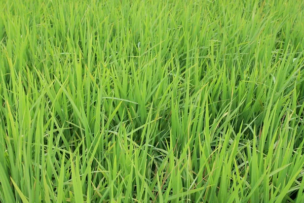 Stock image Green grass