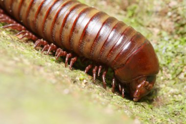 Tropica millipede clipart