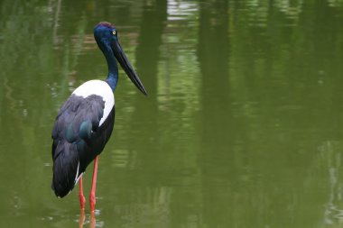 Black Necked Stork clipart