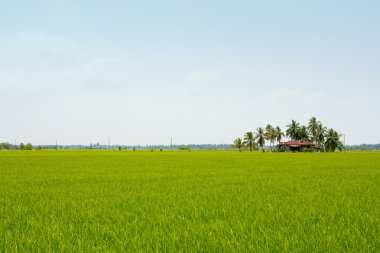 Çeltik ve ev landscap