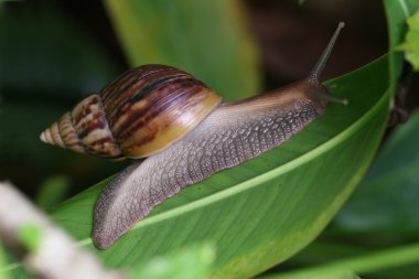 Achatina fulica clipart