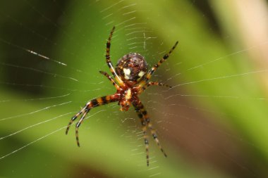 örümcek ve net