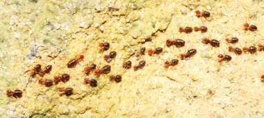 Queue up of termite clipart