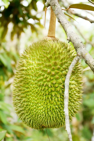 King asian fruit — Stock Photo, Image