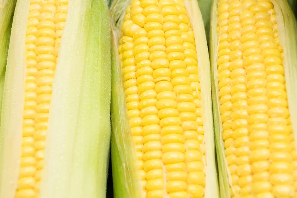 Fecho do milho — Fotografia de Stock