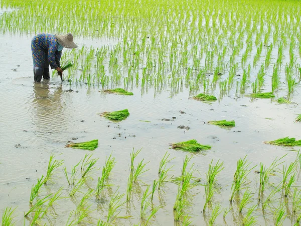 Woman paddy work — Stock Photo, Image