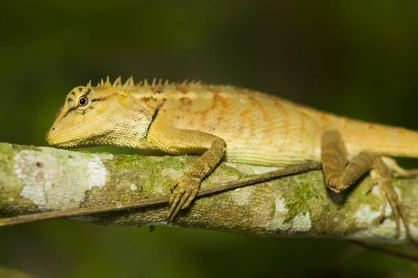 Nature lizard — Stock Photo, Image