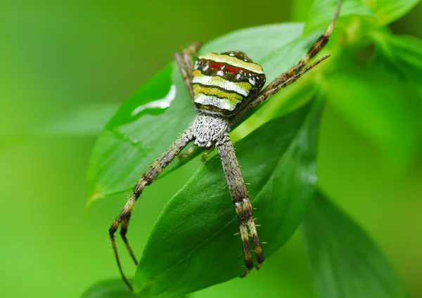 Crab spider — Stock Photo, Image