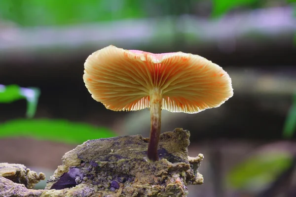 White fungus — Stock Photo, Image