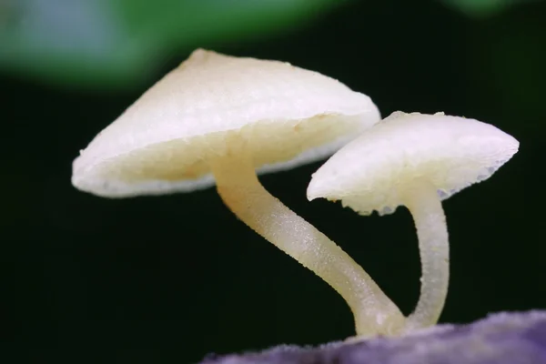 双白色真菌 — 图库照片