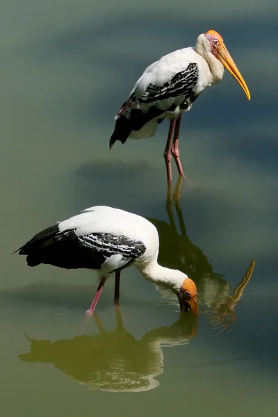 Two stork — Stock Photo, Image