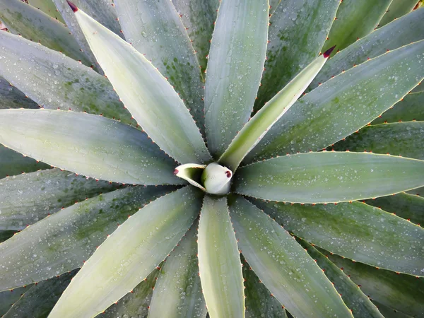 Green agave — Stock Photo, Image