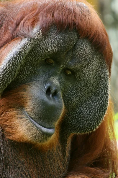 Orang utan — Zdjęcie stockowe