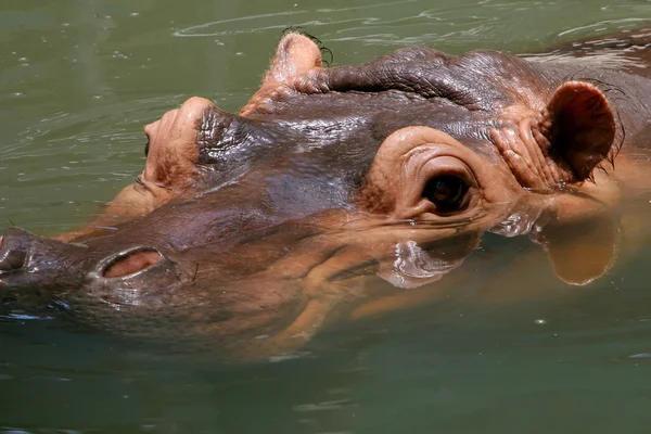 Jefe de hipopótamo — Foto de Stock