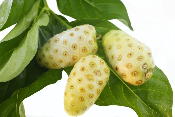 Noni fruits — Stock Photo, Image