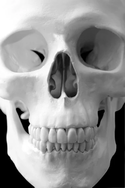 Insan kafatası — Stok fotoğraf