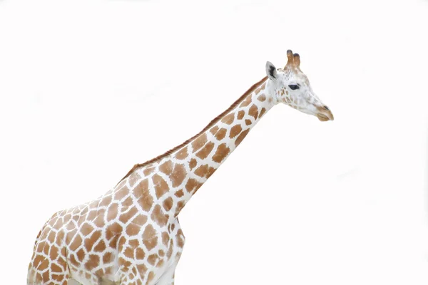 Жираф на белом — стоковое фото