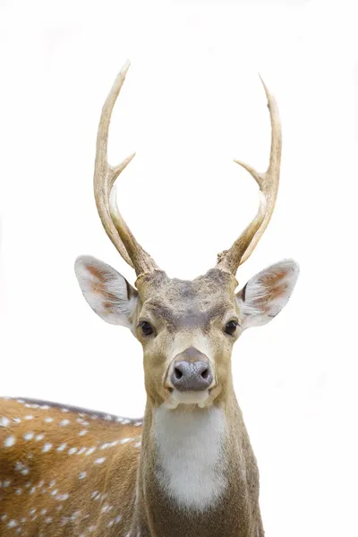 Deer at white — Stock Photo, Image