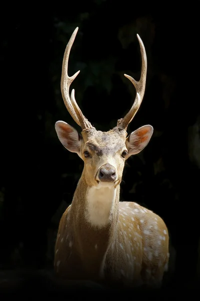黒鹿 — ストック写真