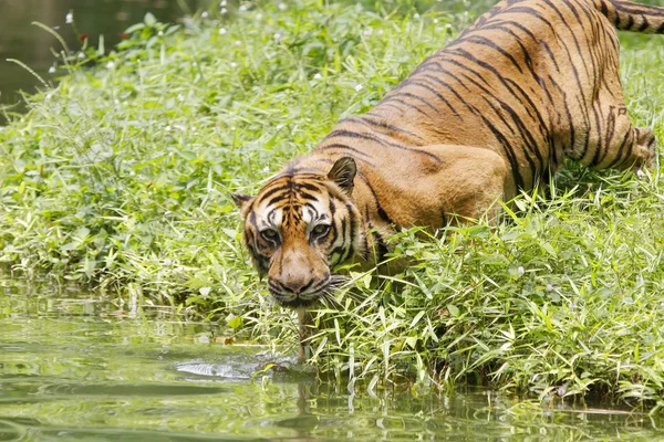 Azië tijger — Stockfoto