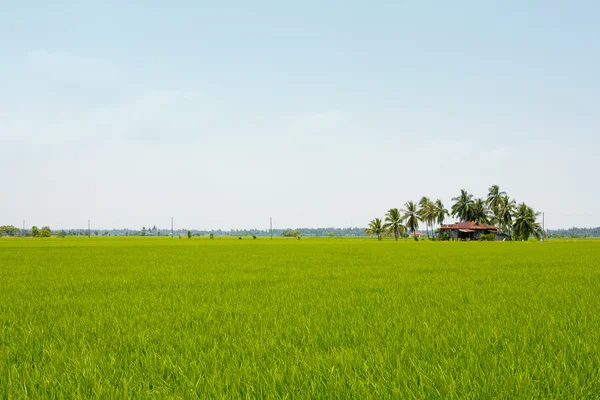 Reis und Hauslandschaft — Stockfoto