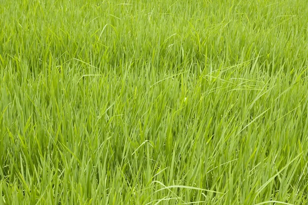 stock image Paddy leaf