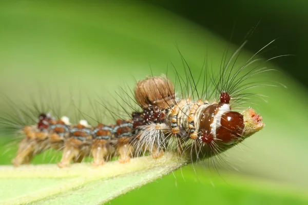 Caterpillar macro — Stockfoto