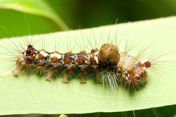 Caterpillar på blad — Stockfoto