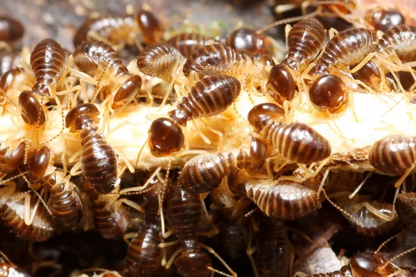Grupp av termit — Stockfoto