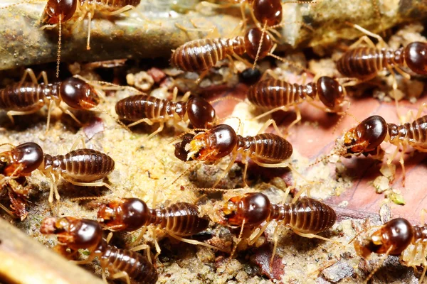 集团的白蚁 — 图库照片