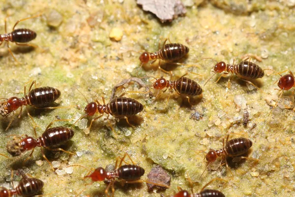 Grupo de termitas volver —  Fotos de Stock