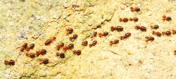排队的白蚁 — 图库照片