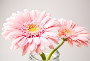 gerbera çiçekleri