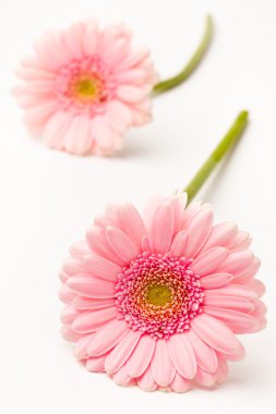 gerbera çiçekleri