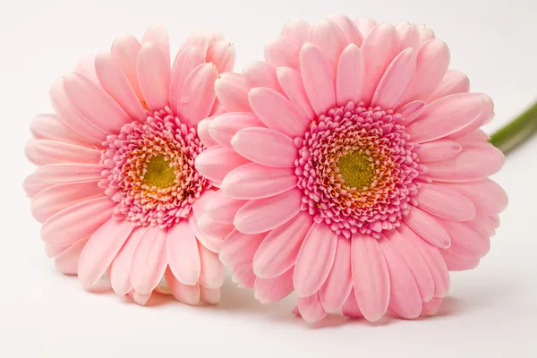 Květiny Gerbera — Stock fotografie