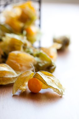 Physalis