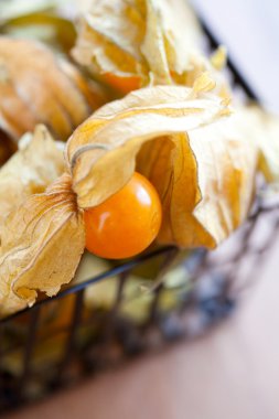 Physalis