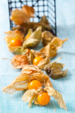 Physalis