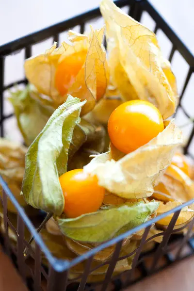 Physalis