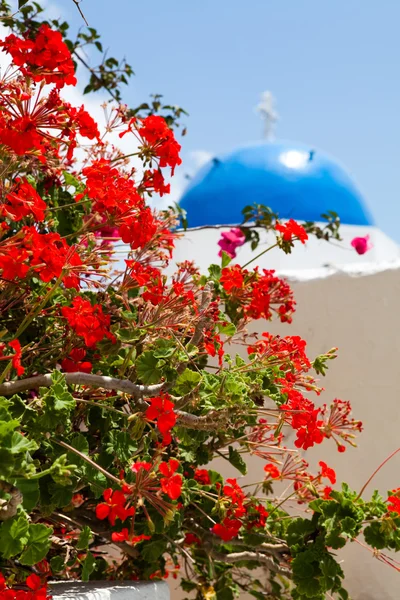 サントリーニ島の教会のバック グラウンドとゼラニウムの花 — ストック写真
