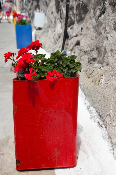 Colorful geranium pots, Santorini, Greece