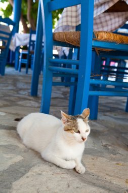 Greek cat in restaurant clipart