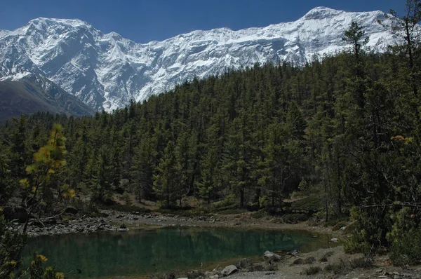 Liten sjö i en skog. Himalaya bergen. — Stockfoto