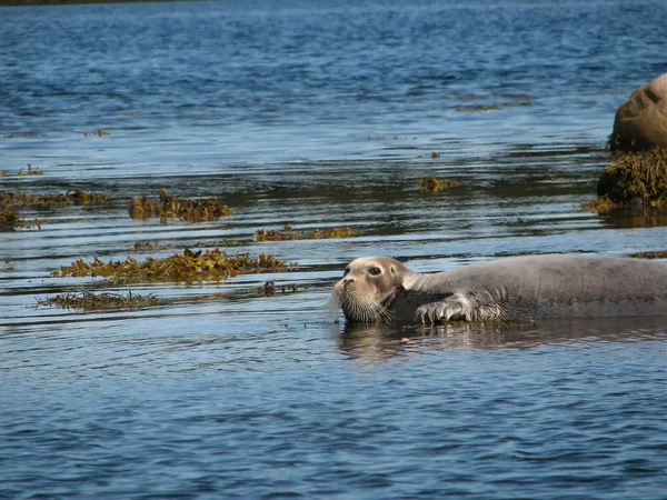 Seal in Arctic Ocean — Stock Photo, Image