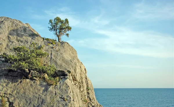 stock image Lonely viable tree